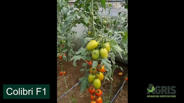 Colibri F1 - Cultura de tomate în jud. Galați, loc. Matca, la domnul Iacob Daniel