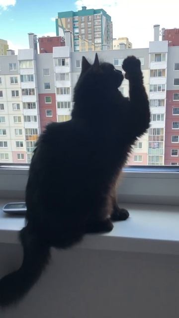 ГОВОРЯЩИЙ КОТ против мухи | Talking Cat vs. World