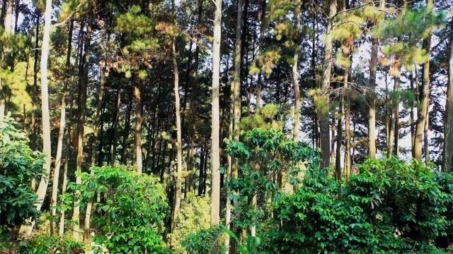 Stanford researchers show how poorly designed tree-planting campaigns could do more harm than good
