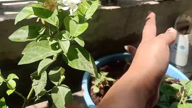 मई में नर्सरी से लाए परमानेंट पौधें/My plant shopping in May/Permanent summer flowering plants