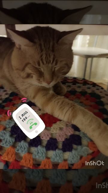 Когда коту позвонили с работы.