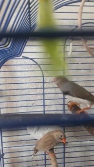 Амадин кушает!.mp4