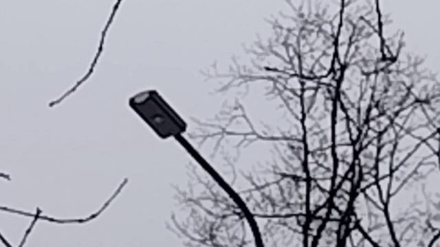 Дятлы взялись за свет.