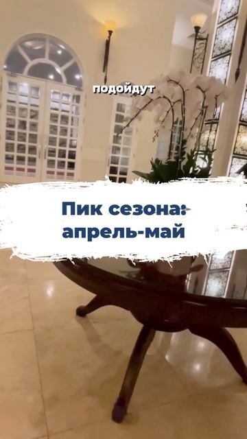 🔥 А ты знаешь, когда ловить идеальный вайб для отпуска в Нячанге, Вьетнам?