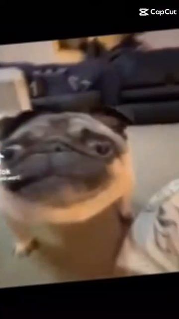 мопс