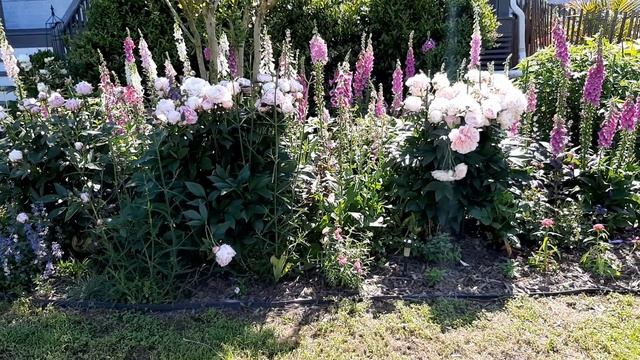 Peonies and Roses bring the Spring Cottage Garden into Peak Bloom - Rick's Garden Diary - 2024