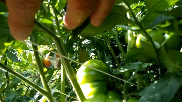 Tomatoes Starting To Ripe | August 6, 2016 | Fred's Garden
