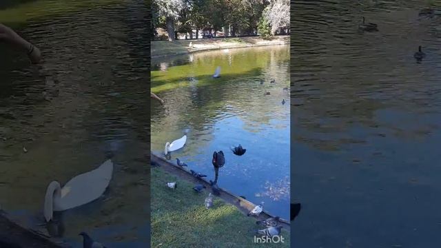 Лебеди едят с рук, не боятся людей!