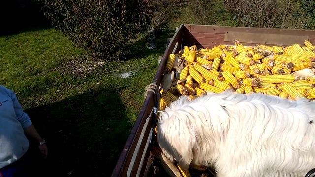 Тася охраняет кукурузу