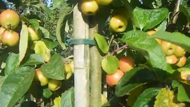 Sap Trees Malus Evereste 8-10cm girth