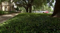 Asian jasmine is a tough, vigorous ground cover