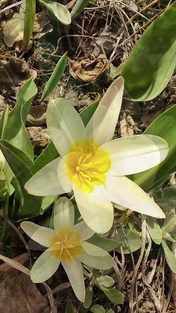 Скоро весна! #ольга_дом_и_дача #дачакакесть #flowers #garden