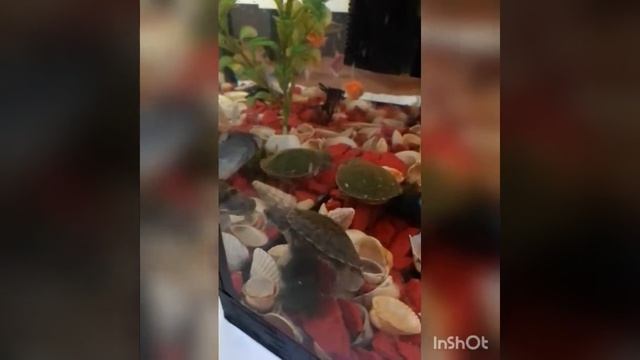 Красноухие черепашки🐢🐢