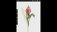 How to Paint Watercolor flowers in procreate - Digital Watercolor for beginners - procreate tutoria