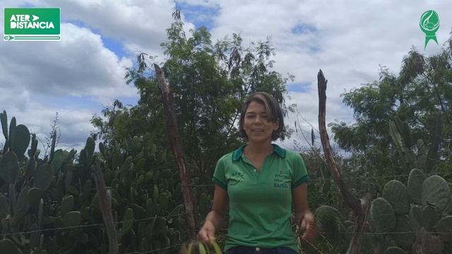 Feno de Leucena para Ração de Galinhas.