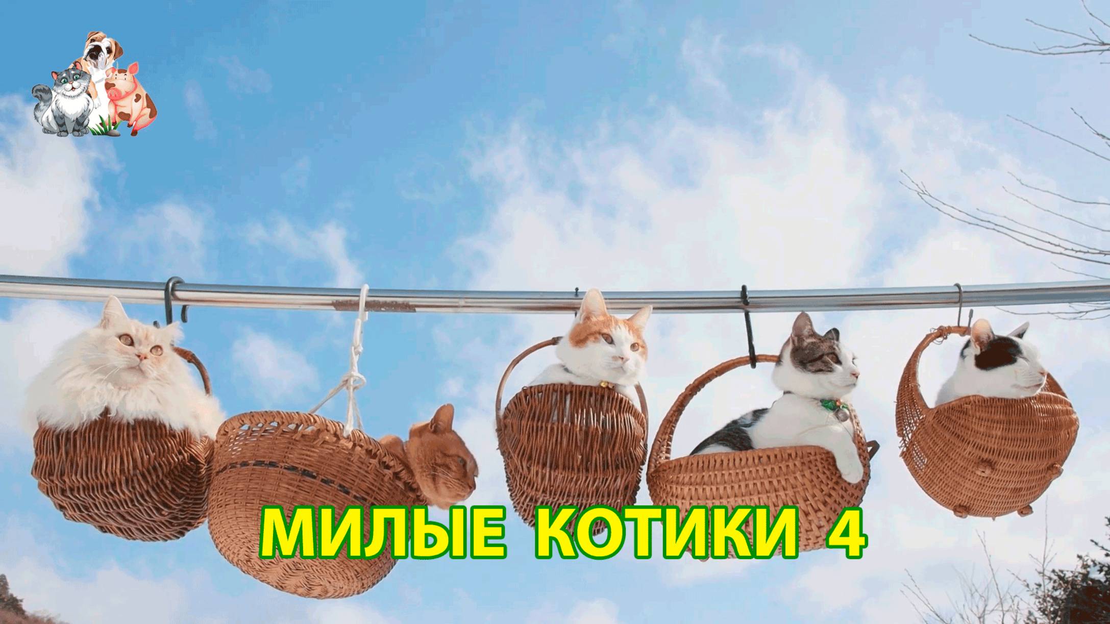 Милые нарядные Котики успокоят нервную систему 🐈🐈🐈 Помогут отдохнуть от забот (4)