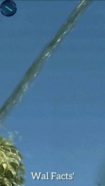 Plant That Fires Its Seeds Like A Bullet | #facts #viral