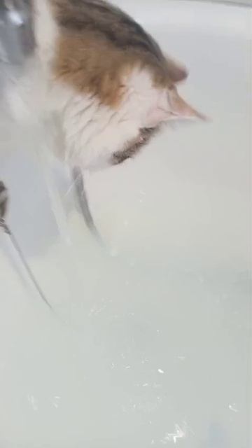 крыса и вода