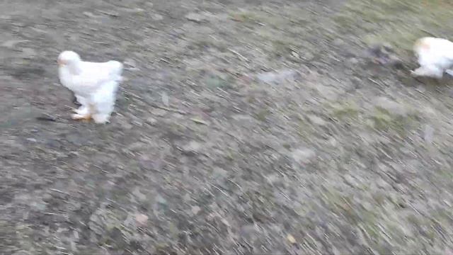Утята голубой фаворит подросли. Нам месяц