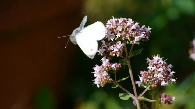 Pieris brassicae
