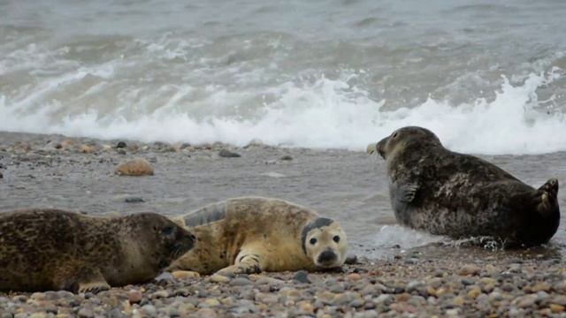 Seals at Portgordon, Moray Scotland