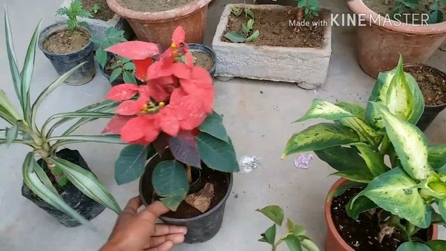 Best indoor and outdoor plants for home