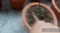 How to apply/give NPK or Tea fertilizer to your plants