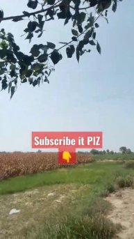 Village Beauty #youtubeshorts #corn #corncrop #shortvideo #automobile #cornfield #maizecron