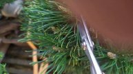 Pino mugo bonsai: Gemme in anticipo