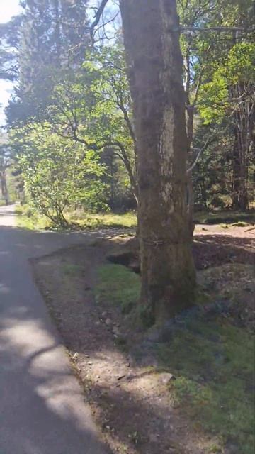loch Lomond park a wee walk #scotland #balloch #lochlomond #travel #tourism #green