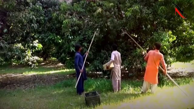 Paksitan China To Boost Mango Industry | Mango Industry | Pakistan China Relation | News Corner Pk