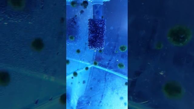 Marimo Moss Ball  How to aquaculture