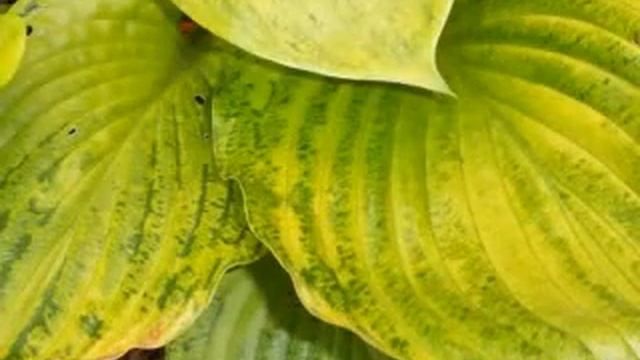 Watermelon Hosta 8/13/08