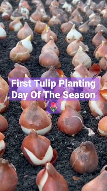 Yay It Is Tulip Planting Time 🌷💪 #shorts #shortsyoutube #tulip #flowers #flowerfarming