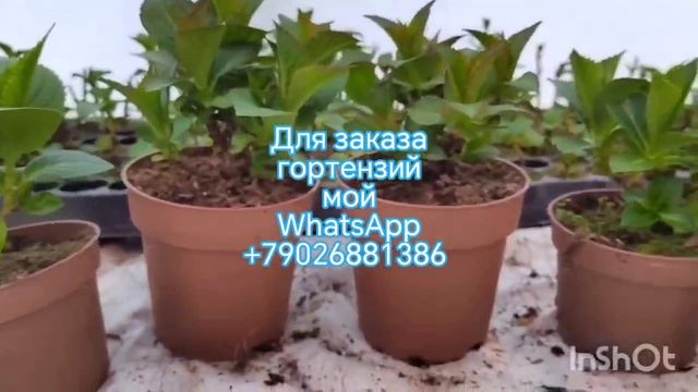 Выгонка гортензий на цветение в короткие сроки