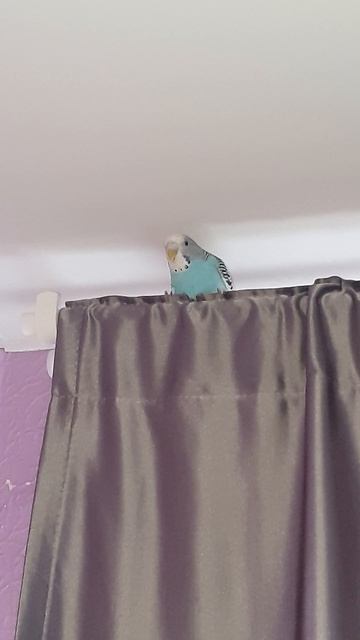 пончик