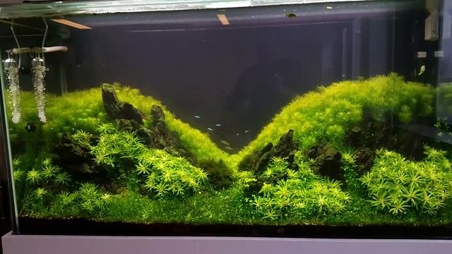 Aquaflora canteen showtank - Update Fev2017