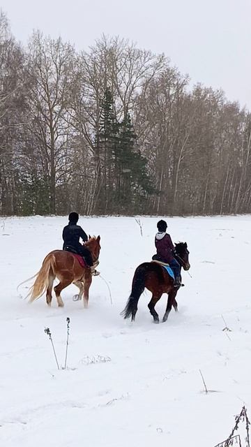 Алена и Каспер, Даша и Аквилон. Рысь в снегу. #horse #equestrian #лошади #pony