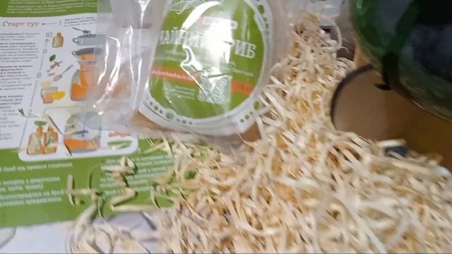 Чайный гриб-мой новый житель🤣😍🤘👌🫵👅🫦#камбуча