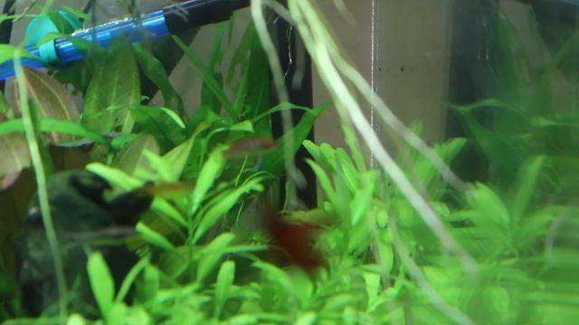 Update on Garden of the Roots