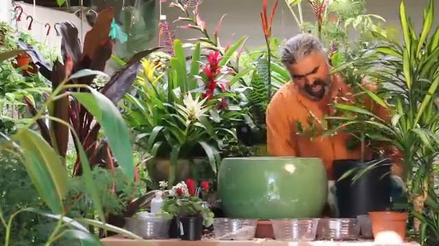 How to Correctly Plant a Citrus Tree in a Pot