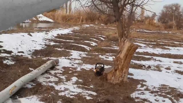 БИЗНЕС БАСТАУ. Терек ағашы