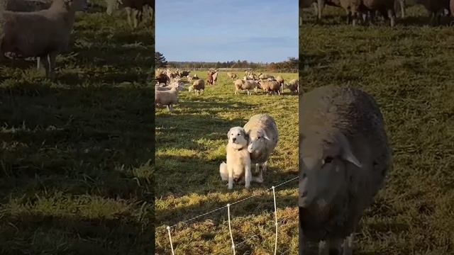 Так выглядит служебный роман наши дни!...