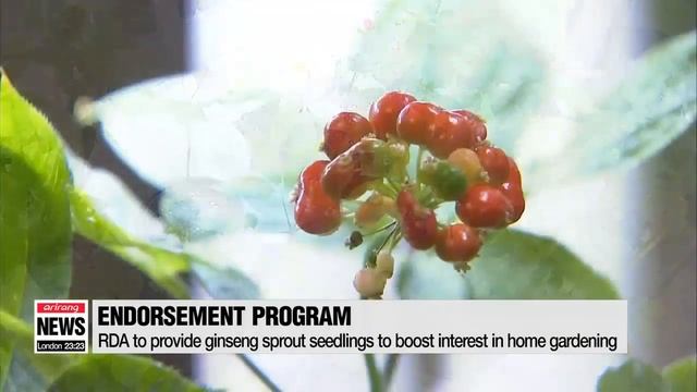 Korea boosting interest in home gardening by providing ginseng seedlings