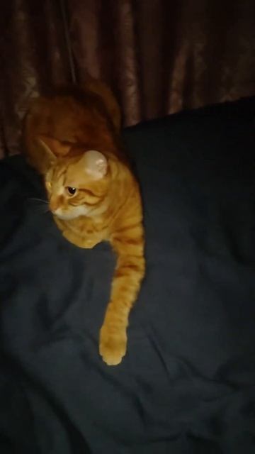 Кот Апельсин готовится ко сну