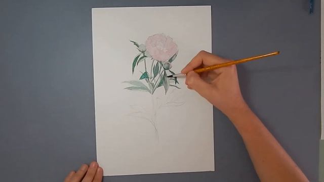 Drawing time lapse. Peony - watercolors