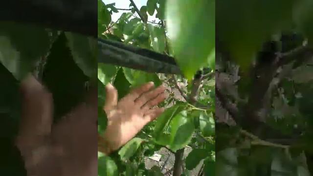 подвязка тонкого дерева на растяжки