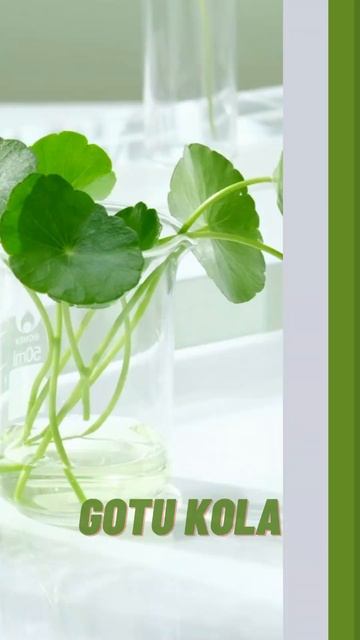 5 Best Ayurvedic Herbs for Better Sleep