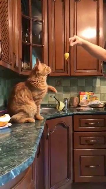 кот мейн кун