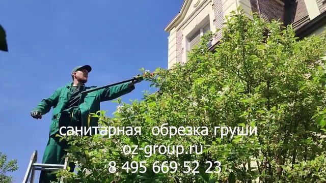 Услуги санитарной обрезки плодовых деревьев груши. Выезд Агрономов по Москве и обл. Звоните сейчас!